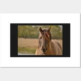 Portrait of a Konik horse Posters and Art